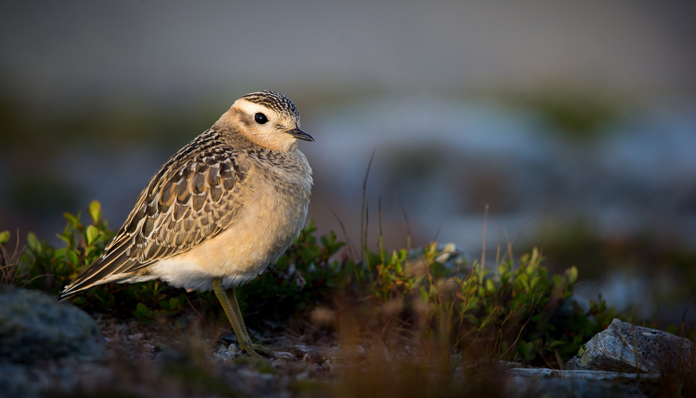 Birdline