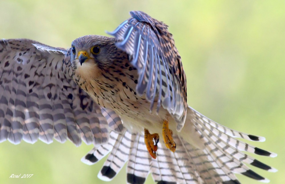 Birdline