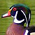 Canard carolin