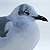 Mouette atricille