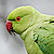 Perruche à collier échappé de captivité
