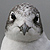 Mouette de Franklin