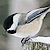 Mésange à tête noire