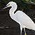 Aigrette neigeuse