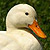 Canard à bec rouge
