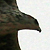 Aigle de Bonelli