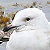 Goéland à ailes blanches