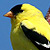 Chardonneret jaune
