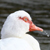 Canard de Barbarie
