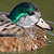 Canard hybride (Colvert & Chiloé)