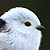 Mésange à longue queue à tête blanche