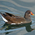 Poule-d'eau (Gallinule)