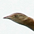 Outarde canepetière