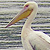 Pélican blanc