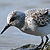 Bécasseau sanderling
