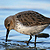 Bécasseau variable