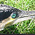 Grand Cormoran