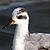 Phalarope à bec large