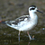 Phalarope à bec étroit