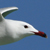 Goéland d'Audouin