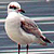 Mouette mélanocéphale