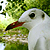 Mouette rieuse