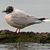 Mouette pygmée