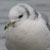 Mouette tridactyle
