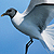 Mouette de Sabine