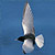 Guifette leucoptère