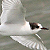 Sterne arctique