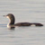 Plongeon arctique