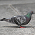 Pigeon biset domestique