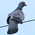 Pigeon colombin
