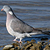 Pigeon ramier