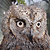 Hibou Petit-duc scops