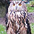 Hibou grand-duc d'Europe