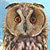 Hibou moyen-duc