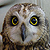 Hibou des marais