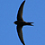 Martinet noir