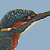 Martin-pêcheur d'Europe