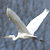 Grande Aigrette