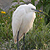 Aigrette garzette
