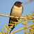 Hirondelle rustique