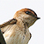 Hirondelle rousseline