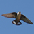 Hirondelle de rochers