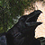 Grand Corbeau