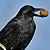 Corneille noire