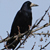 Corbeau freux