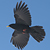 Chocard à bec jaune